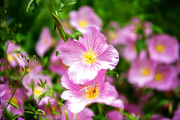 The beautiful flower in the spring garden,close up.