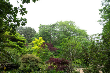 The beautiful green forest in the garden.