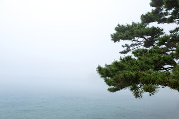 the beautiful green forest and fine tree in the garden.