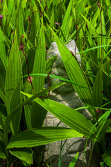 The beautiful wild flowe and grass on the garden.