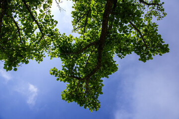 The beautiful green forest in the garden.
