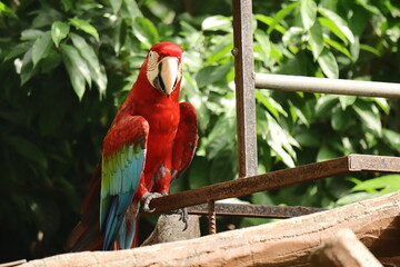 Vibrant Red and Green Macaw Close-Up Portrait at Melaka Zoo Malaysia – Colorful Tropical Parrot, Intelligent Exotic Bird, Endangered Species, Captive Wildlife, Conservation and Eco Tourism