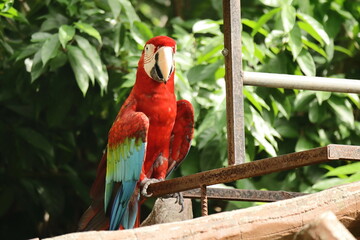 Vibrant Red and Green Macaw Close-Up Portrait at Melaka Zoo Malaysia – Colorful Tropical Parrot,...
