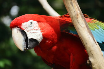 Red and Green Macaw Close-Up Portrait – Bright Tropical Parrot with Vibrant Feathers and Intelligent Intense Gaze – Exotic Rainforest Bird Captured at Melaka Zoo Malaysia – Wildlife Photography