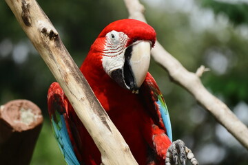 Red and Green Macaw Close-Up Portrait – Bright Tropical Parrot with Vibrant Feathers and...