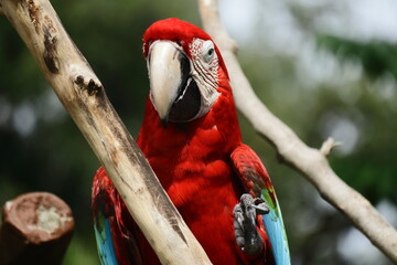 Red and Green Macaw Close-Up Portrait – Bright Tropical Parrot with Vibrant Feathers and Intense...