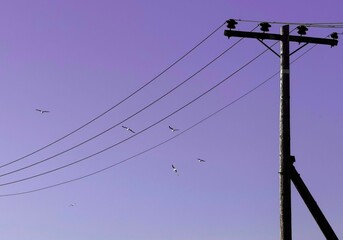 Night Time Purple Edit Capture of Birds Flying over Millbrae Caltrain Station – Bay Area Commuter Rail Transit 