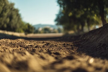Dirt track in sunny countryside