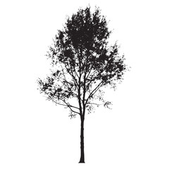 Obraz premium Black Ink Style Aspen Tree Silhouette