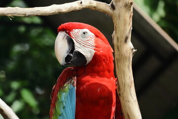 Majestic Red and Green Macaw Close-Up Portrait – Intelligent Gaze of Vibrant Tropical Parrot in...
