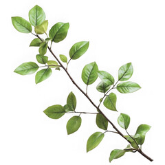 Fototapeta premium Close up of a leafy branch with green leaves against a white background space