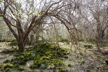 mossy rocks and old trees in the spring sunlight