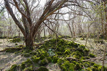 mossy rocks and old trees in the spring sunlight