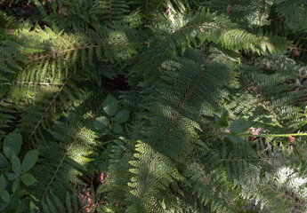 Sunlight shines on the surface of the green ferns leaves. Dark green fern leaves background,...