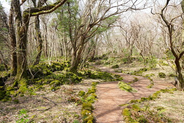 fine spring path through mossy rocks and old trees