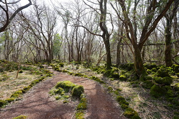 fine spring path through mossy rocks and old trees