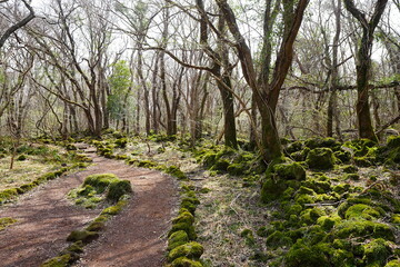 fine spring path through mossy rocks and old trees
