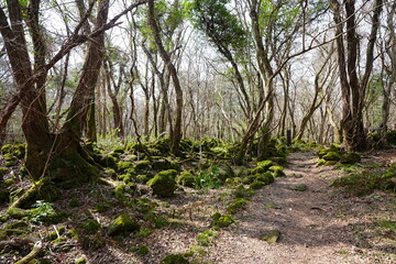 fine path through old wild forest
