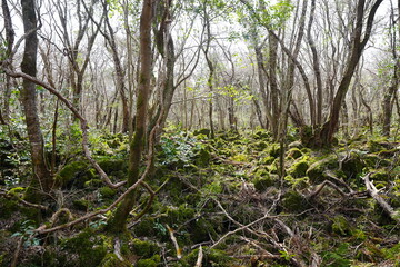 mossy rocks and old trees in the spring sunlight