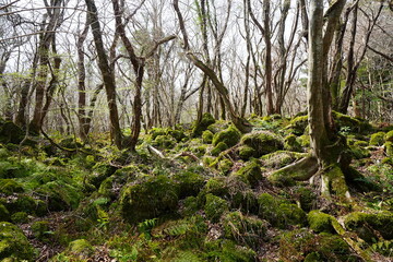 mossy rocks and old trees in the spring sunlight