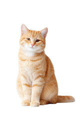 Obraz premium A charming orange tabby cat sitting gracefully against a clean white background. showcasing its playful demeanor and vibrant fur. perfect for pet-related content or animal photography