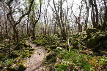fine path through old wild forest
