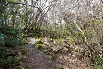 fine path and fallen trees in the mild sunlight