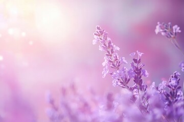 Naklejka premium Delicate lavender blossoms in soft pastel light