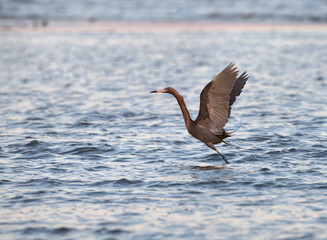 Reddish egret fishing in Galveston Bay in sunset light, Texas, USA