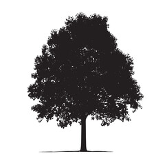 Fototapeta premium Forest Element Aspen Tree Silhouette Vector