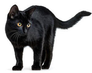 A sleek black cat standing alert with yellow eyes on a plain white background