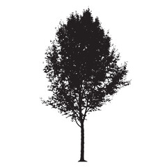 Minimal Black Aspen Tree Silhouette Art