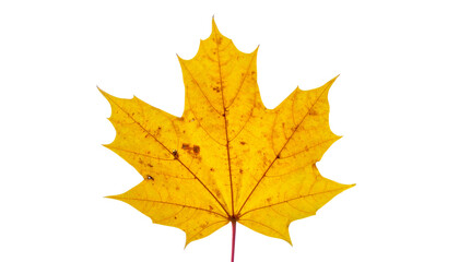 Fototapeta premium Autumn maple leaves in vibrant fall colors, isolated on white