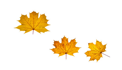 Fototapeta premium Autumn maple leaves in vibrant fall colors, isolated on white