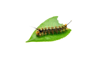 Naklejka premium Green caterpillar, small insect larva, isolated on white background