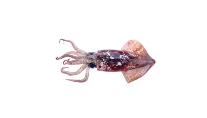 Fresh raw shrimp and other seafood crustaceans are isolated on a white background