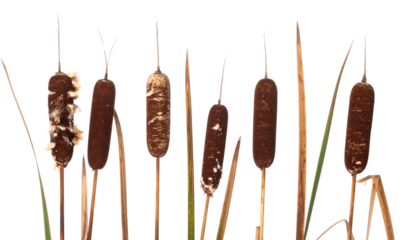 Close-up of a green grasshopper with brown antennae on a white background