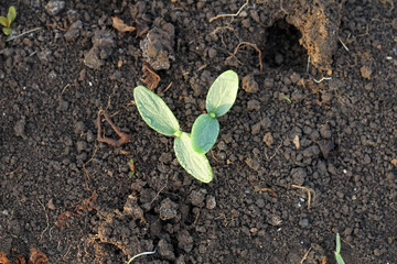 Photo of young cucumber plant. Cucumber plant seedlings.