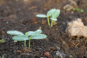 Photo of young cucumber plant. Cucumber plant seedlings.