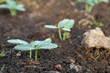 Photo of young cucumber plant. Cucumber plant seedlings.