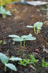 Photo of young cucumber plant. Cucumber plant seedlings.