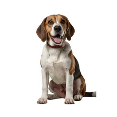 Unknown dog breed with Tri-Color Coat &ndash; Studio Portrait of a Playful Companion

