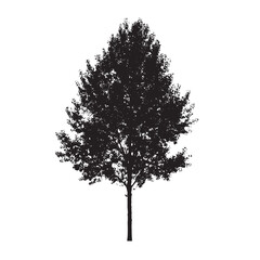 Fototapeta premium Organic Aspen Tree Silhouette Black Clipart