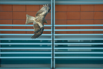 the black kite in Hong Kong is flying between the glass building and office
