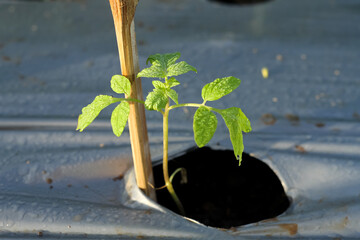 Photo of a young tomato plant.