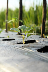 Photo of a young cauliflower plant.