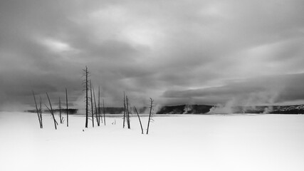 Yellowstone National Park Winterscape with Dead Trees and Steaming Geysers