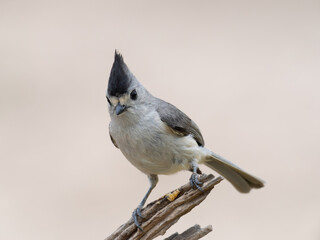 Black Crested Titmouse Facing the Camera While Perched on a Log