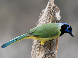Close Up of a Perched Green Jay Photographed in Profile and Facing Right