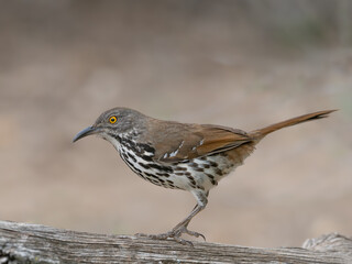 Long-Billed Thrasher Standing on a Log and Photographed in Profile with a Shallow Depth of Field